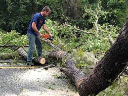 Best Tree Removal  in Iselin, NJ