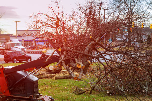 How Our Tree Care Process Works  in  Iselin, NJ