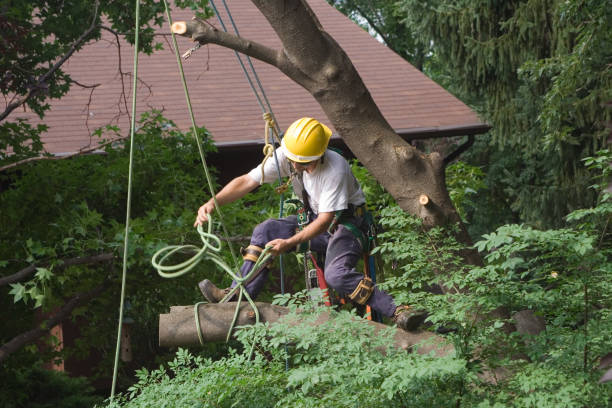 Pest Control for Lawns in Iselin, NJ