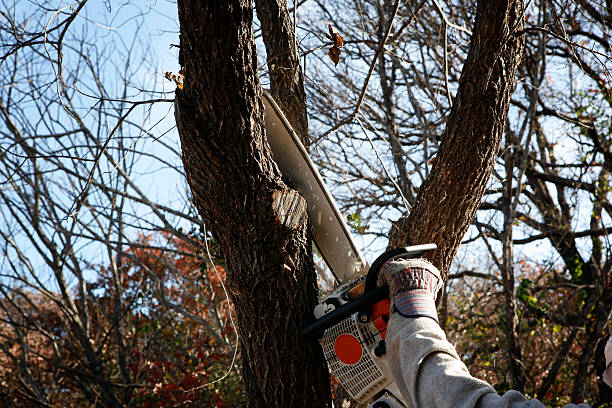 Best Tree Cabling and Bracing  in Iselin, NJ