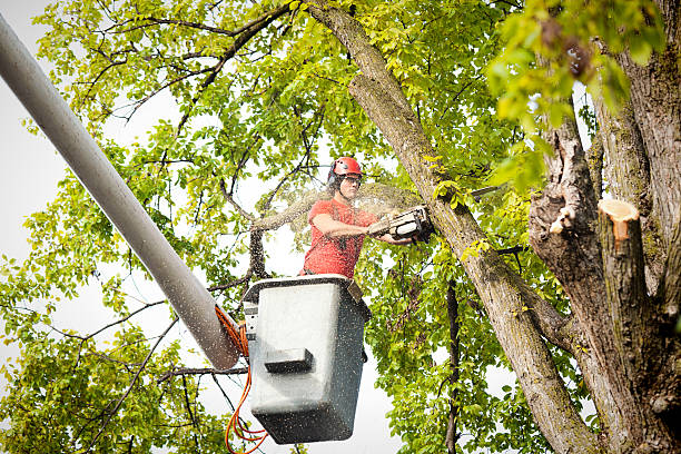 Best Tree Maintenance Programs  in Iselin, NJ